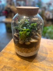 Medium terrarium