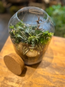 Medium terrarium