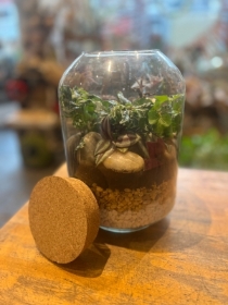 Medium terrarium